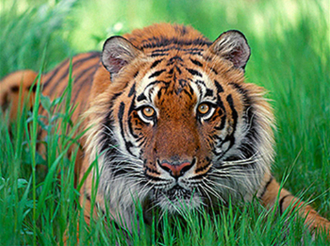 tiger in grass