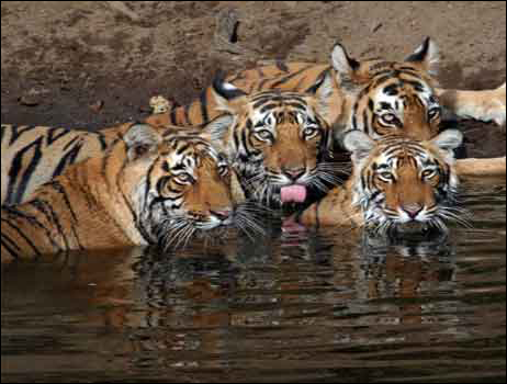 Tiger Reunion Tiger Reunion